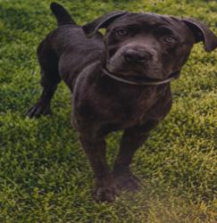 Lost Male Dog last seen Page and lackland, St. Louis, MO 63146
