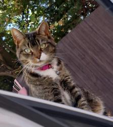 Lost Female Cat last seen Goosemore lane, West Midlands, England B23 5RL