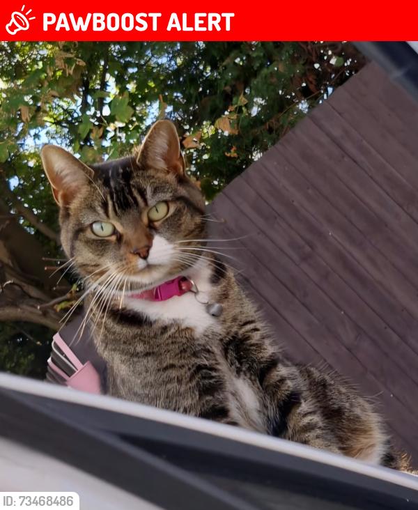 Lost Female Cat last seen Goosemore lane, West Midlands, England B23 5RL