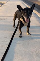 Reunited Male Dog last seen Oakey &Rainbow, Las Vegas, NV 89146