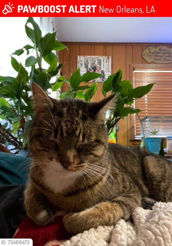 Lost Female Cat last seen Eton st and Anson near General Meyer Ave., New Orleans, LA 70131