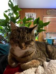 Lost Female Cat last seen Eton st and Anson near General Meyer Ave., New Orleans, LA 70131