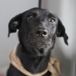 Shelter Stray Female Dog last seen Near BLOCK PLEASANTON, 4710 TX-151, San Antonio, TX 78227, USA
