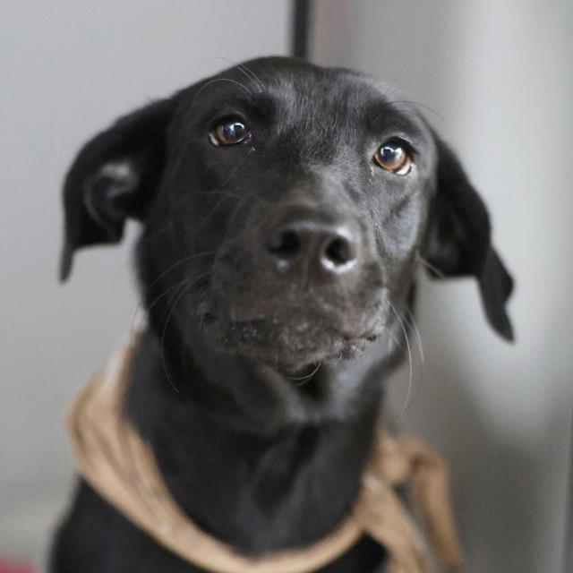 Shelter Stray Female Dog last seen Near BLOCK PLEASANTON, 4710 TX-151, San Antonio, TX 78227, USA