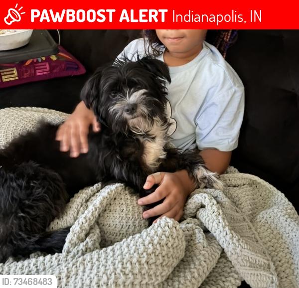 Lost Male Dog last seen 30th & Emerson, Indianapolis, IN 46218