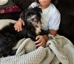 Lost Male Dog last seen 30th & Emerson, Indianapolis, IN 46218