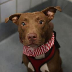 Shelter Stray Male Dog last seen CHICO, 4710 TX-151, San Antonio, TX 78227, USA