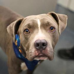 Shelter Stray Male Dog last seen Near BLOCK VINCENT, 4710 TX-151, San Antonio, TX 78227, USA