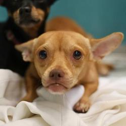 Shelter Stray Male Dog last seen Near BLOCK RUNNING HORSE, 4710 TX-151, San Antonio, TX 78227, USA