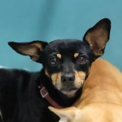 Shelter Stray Female Dog last seen Near BLOCK RUNNING HORSE, 4710 TX-151, San Antonio, TX 78227, USA