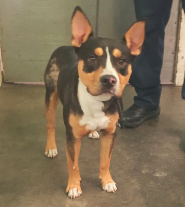 Shelter Stray Male Dog last seen , 1850 W 60th St, Los Angeles, CA 90047, USA