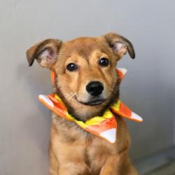 Shelter Stray Female Dog last seen Near BLOCK ROSZELL, 4710 TX-151, San Antonio, TX 78227, USA