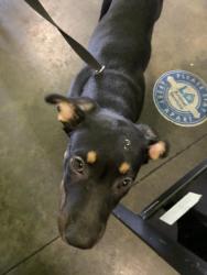 Shelter Stray Female Dog last seen , 1850 W 60th St, Los Angeles, CA 90047, USA