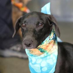 Shelter Stray Male Dog last seen Near BLOCK ROSZELL, 4710 TX-151, San Antonio, TX 78227, USA