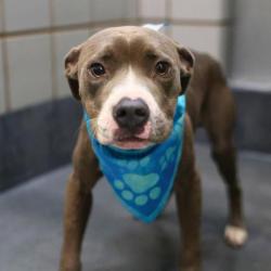 Shelter Stray Male Dog last seen Near BLOCK LARKSPUR, 4710 TX-151, San Antonio, TX 78227, USA
