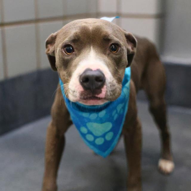 Shelter Stray Male Dog last seen Near BLOCK LARKSPUR, 4710 TX-151, San Antonio, TX 78227, USA