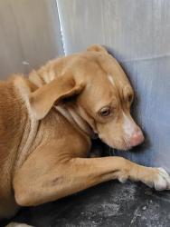 Shelter Stray Female Dog last seen TACOMA, 4710 TX-151, San Antonio, TX 78227, USA