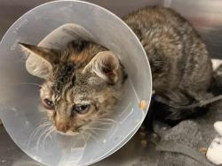 Shelter Stray Female Cat last seen TEMPLE AVE & 34TH ST, 2127 Front St, Sacramento, CA 95818, USA