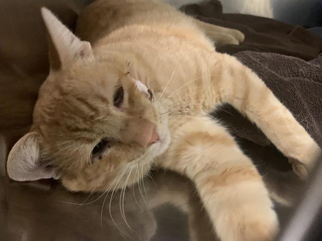 Shelter Stray Male Cat last seen , 2127 Front St, Sacramento, CA 95818, USA