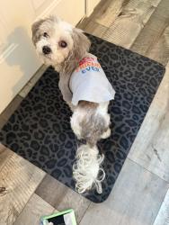Lost Male Dog last seen Gaffney,sc, Gaffney, SC 29340