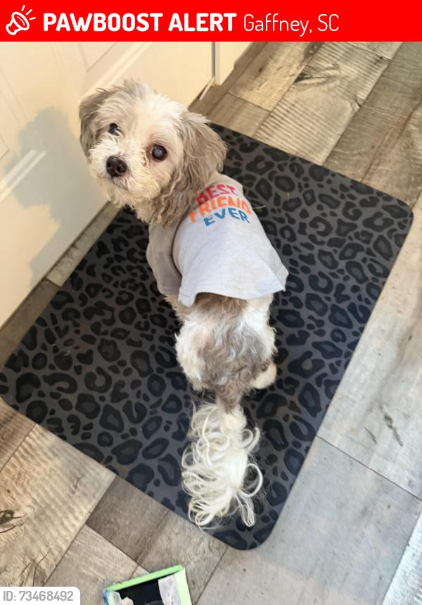 Lost Male Dog last seen Gaffney,sc, Gaffney, SC 29340