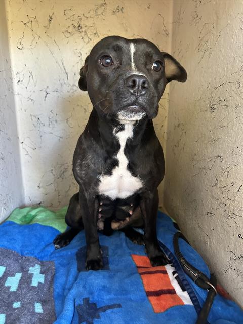 Shelter Stray Female Dog last seen Near, 5001 E Raymond St, Indianapolis, IN 46203, USA