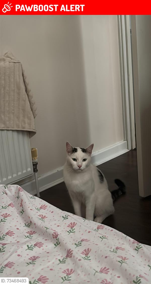 Lost Male Cat last seen Charlewood Road, West Midlands, England 
