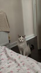 Lost Male Cat last seen Charlewood Road, West Midlands, England 