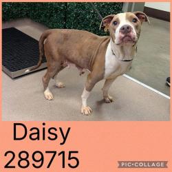 Shelter Stray Female Dog last seen LEONE DR, 4214 Fulton Mill Rd, Macon, GA 31216, USA