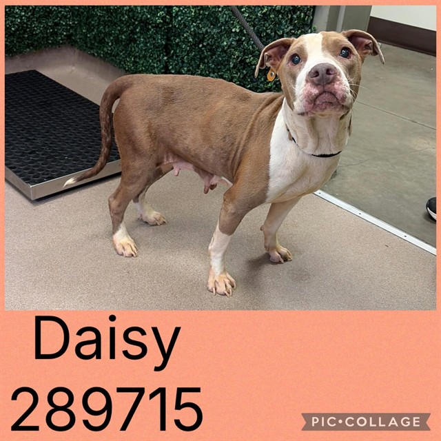 Shelter Stray Female Dog last seen LEONE DR, 4214 Fulton Mill Rd, Macon, GA 31216, USA
