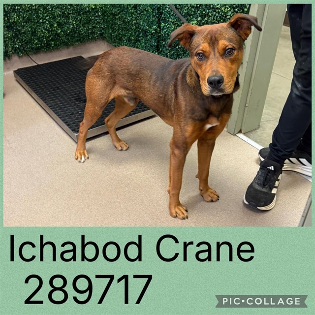 Shelter Stray Male Dog last seen EISENHOWER PKWY, 4214 Fulton Mill Rd, Macon, GA 31216, USA