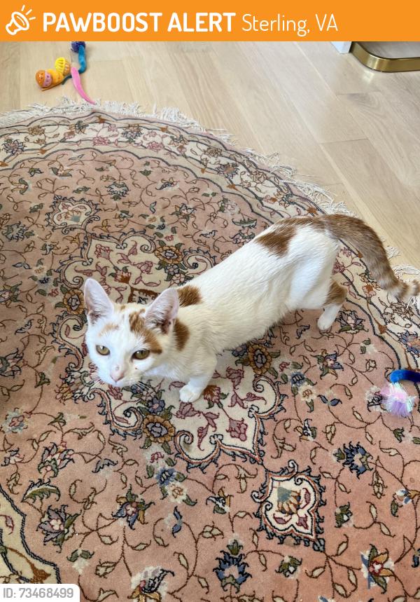 Found/Stray Female Cat last seen Broad Run Farms, Sterling, VA 20165