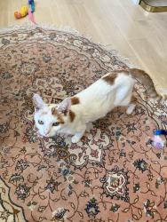 Found/Stray Female Cat last seen Broad Run Farms, Sterling, VA 20165