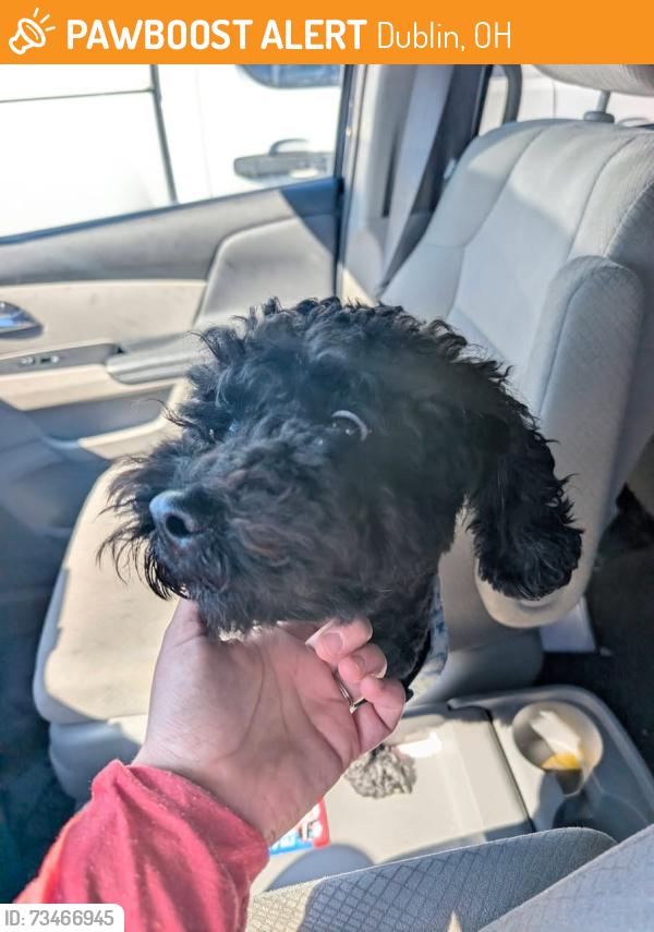 Found/Stray Male Dog last seen riverside green, Dublin, OH 43017