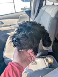 Found/Stray Male Dog last seen riverside green, Dublin, OH 43017