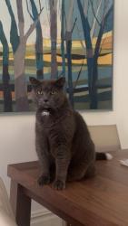 Lost Male Cat last seen Near saint matthews, Norwalk, CT 06854