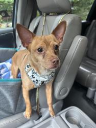Reunited Male Dog last seen E main st, Canton, GA 30114