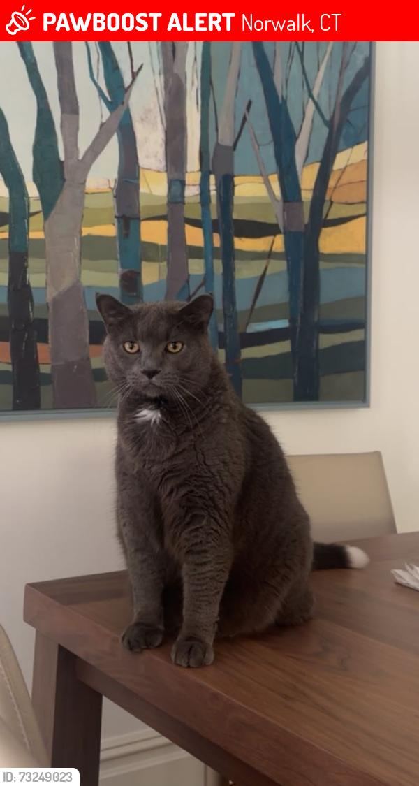 Lost Male Cat last seen Near saint matthews, Norwalk, CT 06854