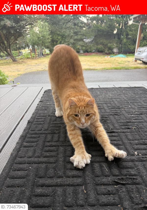 Lost Male Cat last seen 48th and 100th, Tacoma, WA 98446