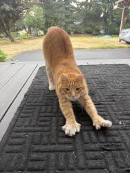 Lost Male Cat last seen 48th and 100th, Tacoma, WA 98446
