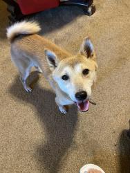 Found/Stray Unknown Dog last seen Santa Fe 15th, Edmond, OK 73013