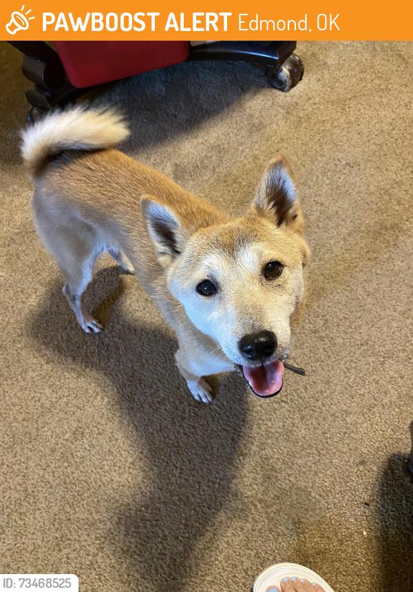 Found/Stray Unknown Dog last seen Santa Fe 15th, Edmond, OK 73013