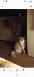 Reunited Male Cat last seen Oak road, Greater Manchester, England SK8 1EL