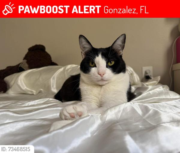 Lost Female Cat last seen Old Chemstrand rd and junction dr, Gonzalez, FL 32533