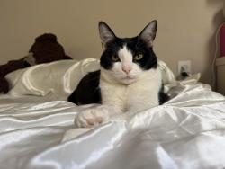 Lost Female Cat last seen Old Chemstrand rd and junction dr, Gonzalez, FL 32533