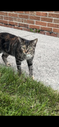Found/Stray Unknown Cat last seen Gloucester drive and Steede Drive intersection, Sterling Heights, MI 48310