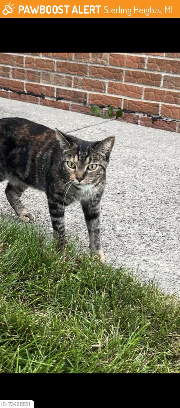 Found/Stray Unknown Cat last seen Gloucester drive and Steede Drive intersection, Sterling Heights, MI 48310