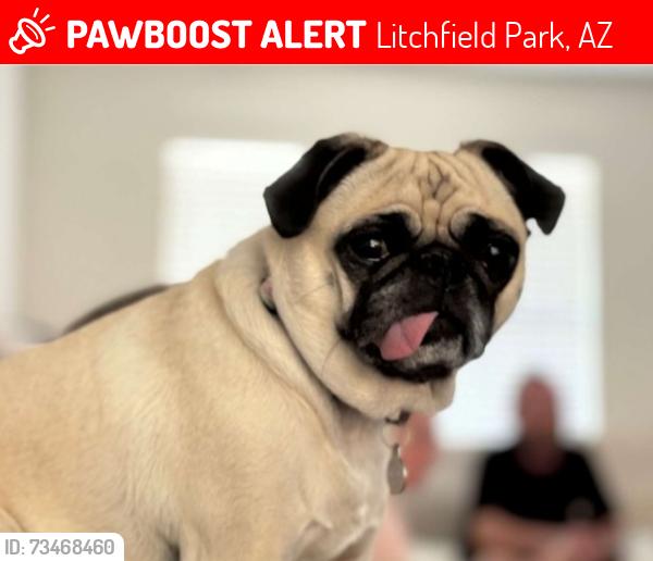 Lost Female Dog last seen 127th & 126th, Litchfield Park, AZ 85340