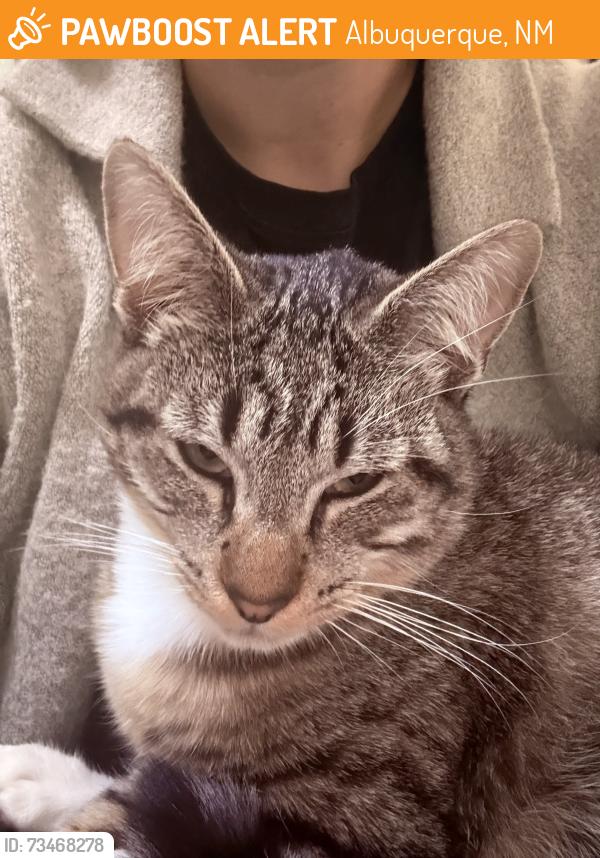 Found/Stray Male Cat last seen Unser/ Tierra Pintada, Albuquerque, NM 87120