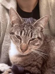 Found/Stray Male Cat last seen Unser/ Tierra Pintada, Albuquerque, NM 87120